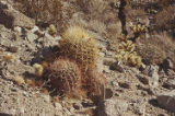 California barrel cactus and Beavertail pricklypear