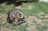 Immature great horned owl