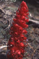 Snowplant