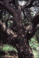 Coast live oak