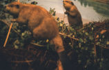 Beaver diorama