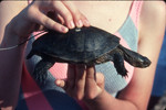 Pacific pond turtle with transmitter