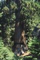 Giant sequoia