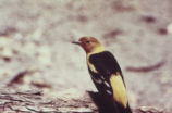 Western tanager