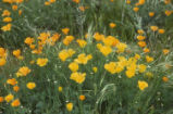 California poppy