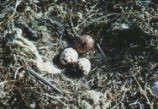 Osprey eggs