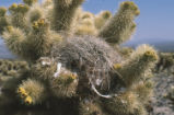 Cactus wren nest