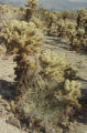 Hairy milkweed