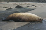 Steller sea lion