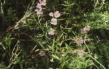 Botta's clarkia