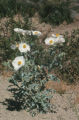 Pricklypoppy