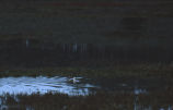 Long-tailed duck