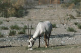 Arabian oryx