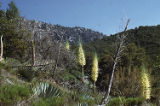 Chaparral yucca