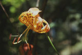 Leopard lily