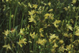 Golden brodiaea