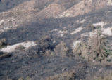 Post-fire mountain scene