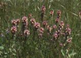 Exserted Indian paintbrush