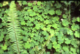 Redwood sorrel