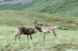 Caribou