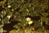 American white waterlily