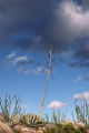 Desert agave
