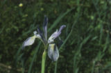 Rocky Mountain iris