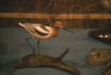 American avocet wood figure