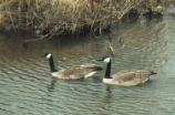 Canada geese pair