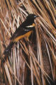 Scott's oriole