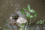 North American bullfrog