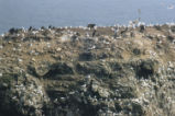 Cormorants, herring gulls, and kittiwakes