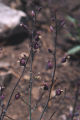 Claspingleaf wild cabbage