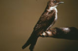 Rough-winged swallow