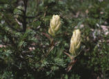 White flower bulbs