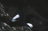 Pigeon guillemots