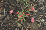 Mt. Hood pussypaws