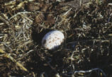 Osprey egg