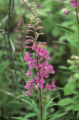 Fireweed