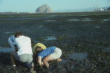 Digging for clams