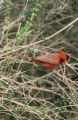 Cardinal