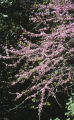 California redbud