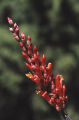 Ocotillo