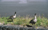 Hawaiian geese