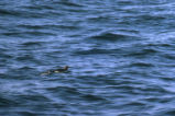 Common murre and chick