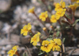 Foul odor monkeyflower