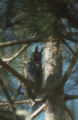 Long-eared owl