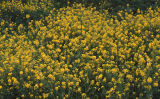 Field mustard