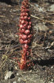 Snowplant