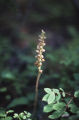 Rattlesnake plantain
